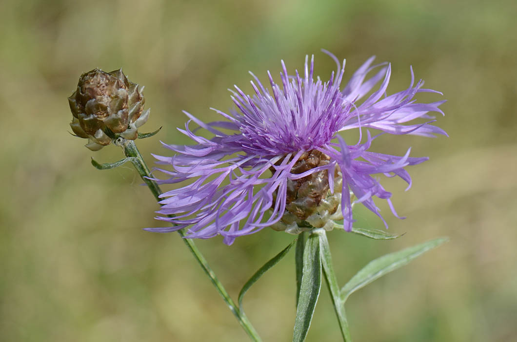Centaurea jacea subsp. gaudinii / Centaurea di Gaudin